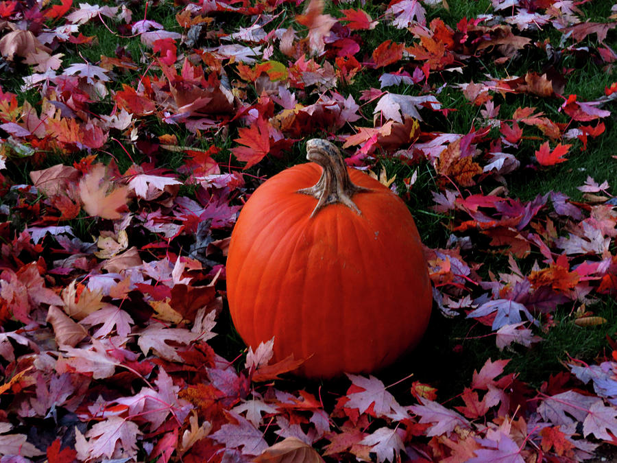 Pumpkin and Autumn Leaves Photograph by Linda Stern