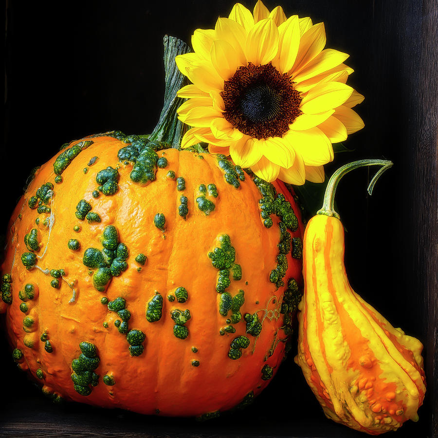 Pumpkin And Sunflower In Box Photograph by Garry Gay