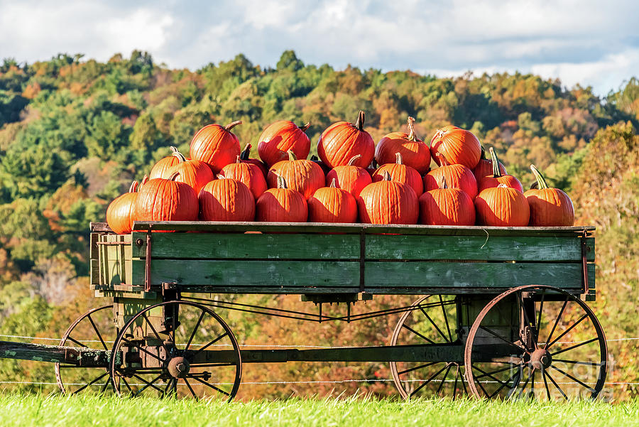 Pumpkin Bounty Photograph by Kelly Nowak