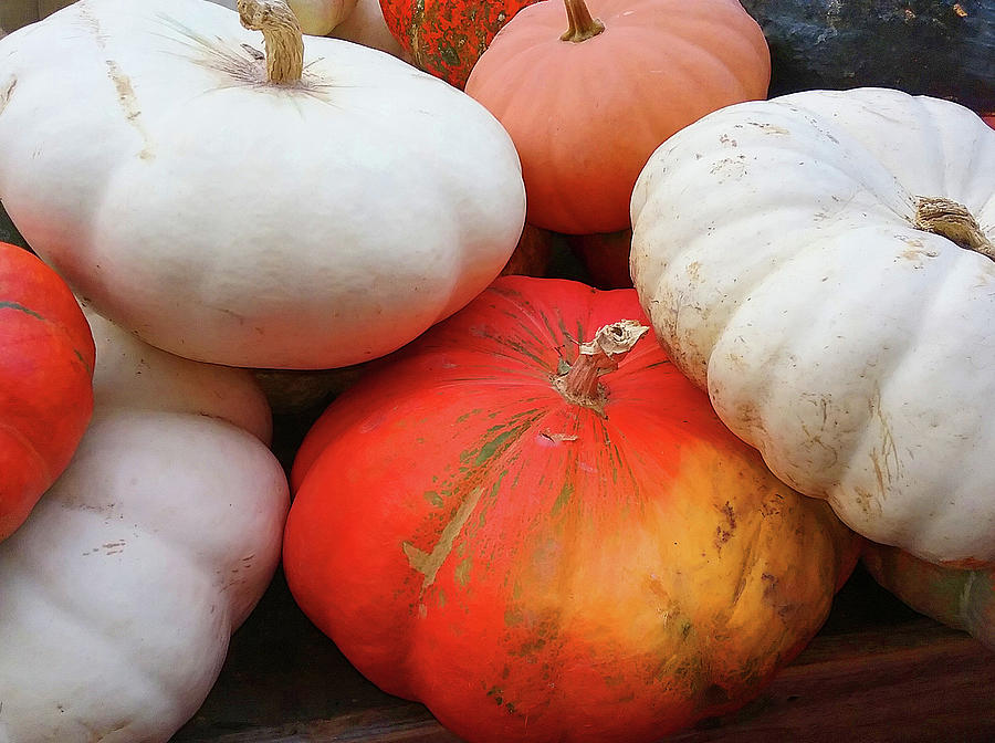 Pumpkin Diversity Photograph by Emmy Marie Vickers