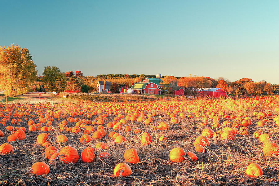 Pumpkin Farm Photograph by Todd Klassy