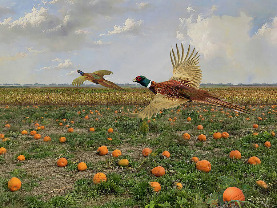Bird Digital Art - Pumpkin Field and Pheasants by Spadecaller