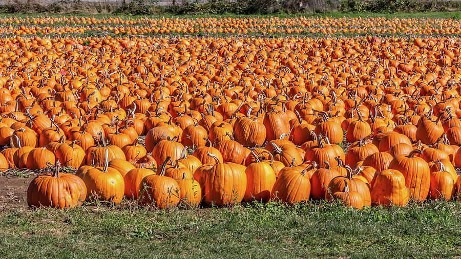 Pumpkin Field Photograph