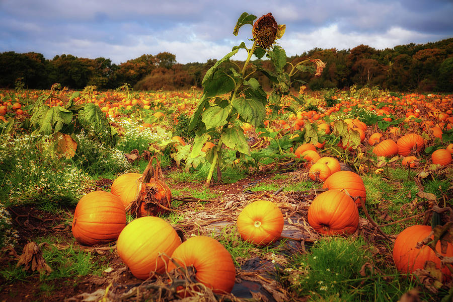 Pumpkin Field Photograph by Framing Places