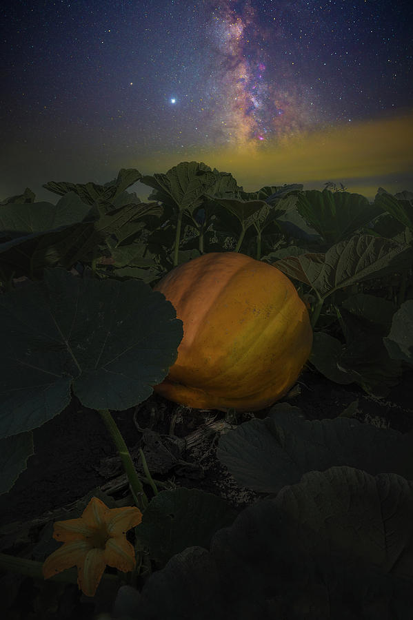 Pumpkin Photograph - Pumpkin Flower  by Aaron J Groen