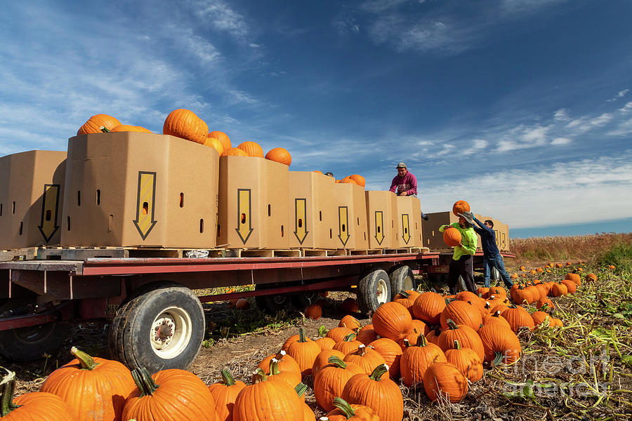 Pumpkin Harvest Photograph by Jim West