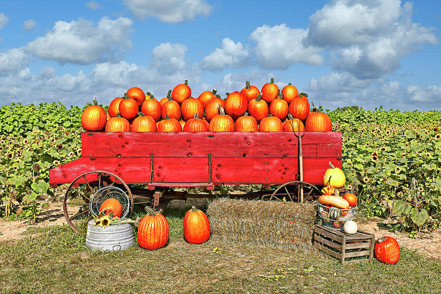 Nature Photograph - Pumpkin Harvest  by Marcia Colelli