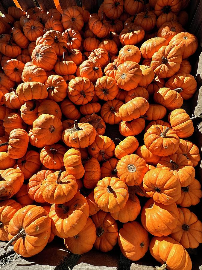 Pumpkin Harvest Photograph by Maria Trombas - Fine Art America