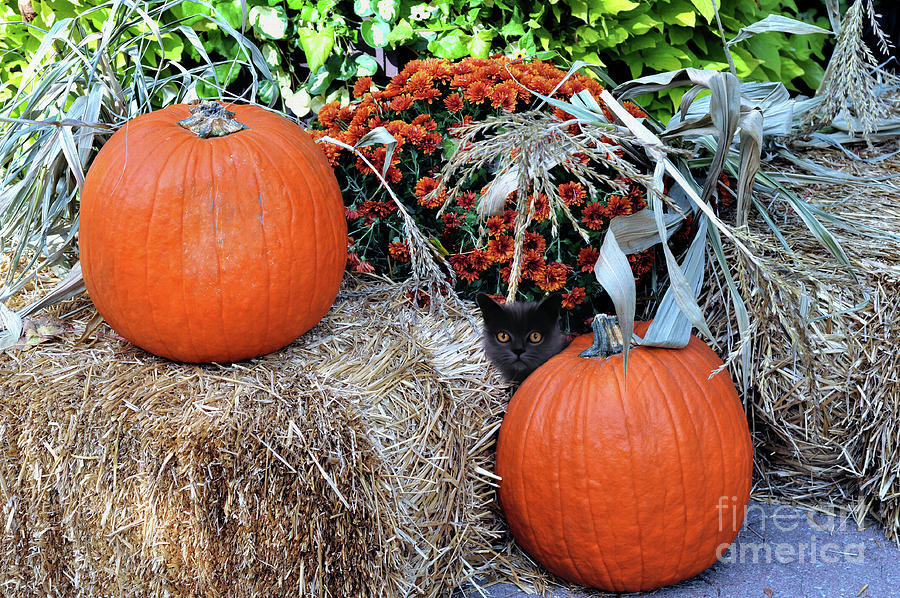 Pumpkin Harvest Time  Photograph by Elaine Manley
