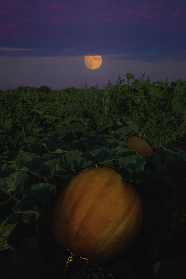 Pumpkin Moon Photograph by Aaron J Groen