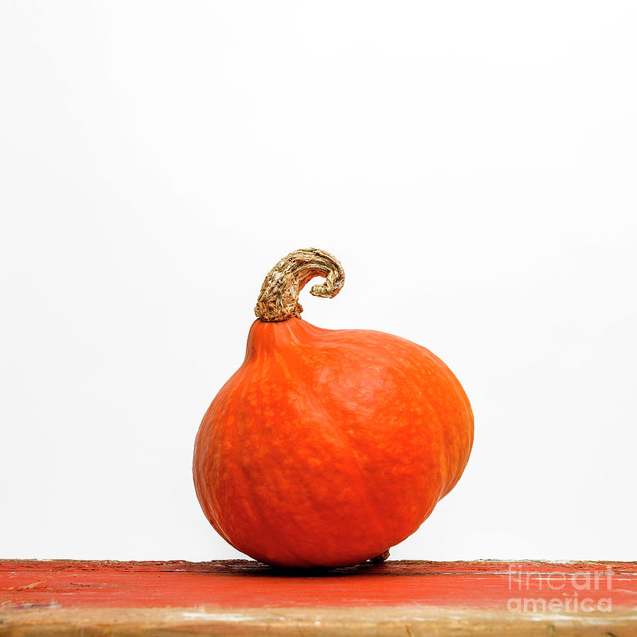 Pumpkin Photograph - Pumpkin on a white background by Bernard Jaubert