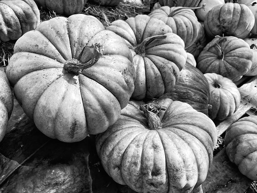 Pumpkin Passion Photograph by Steph Gabler