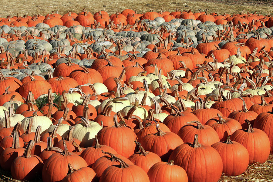 Pumpkin Patch Choices Photograph by Art Block Collections