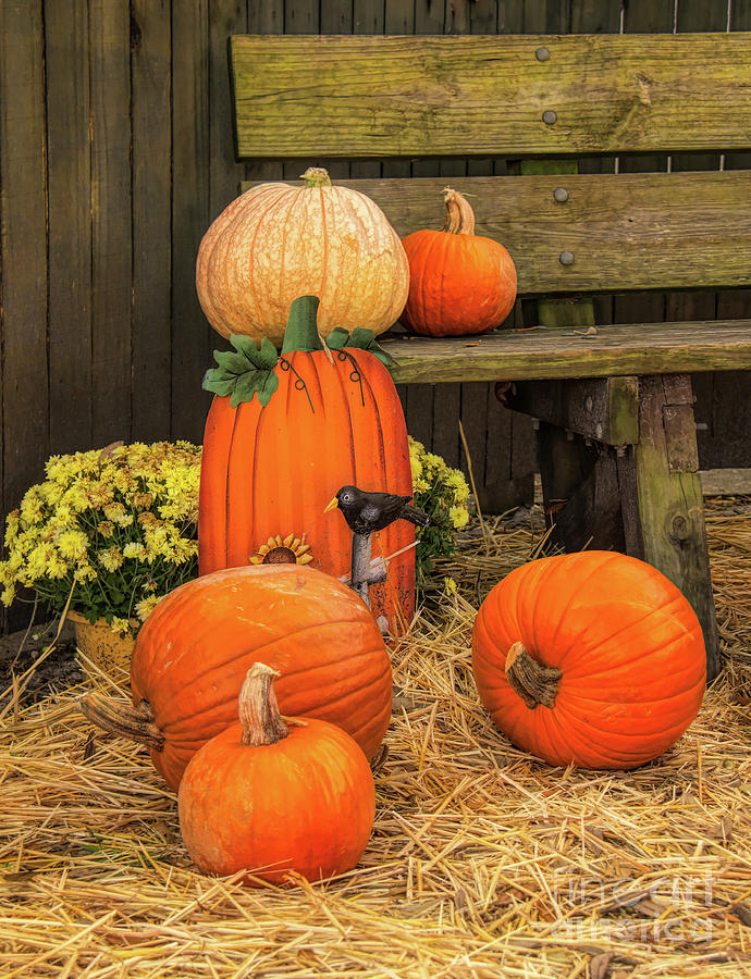 Pumpkin Patch Display Photograph by Michelle Tinger - Fine Art America