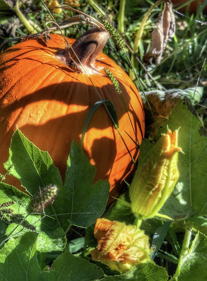 Pumpkin Patch II Photograph by Steph Gabler