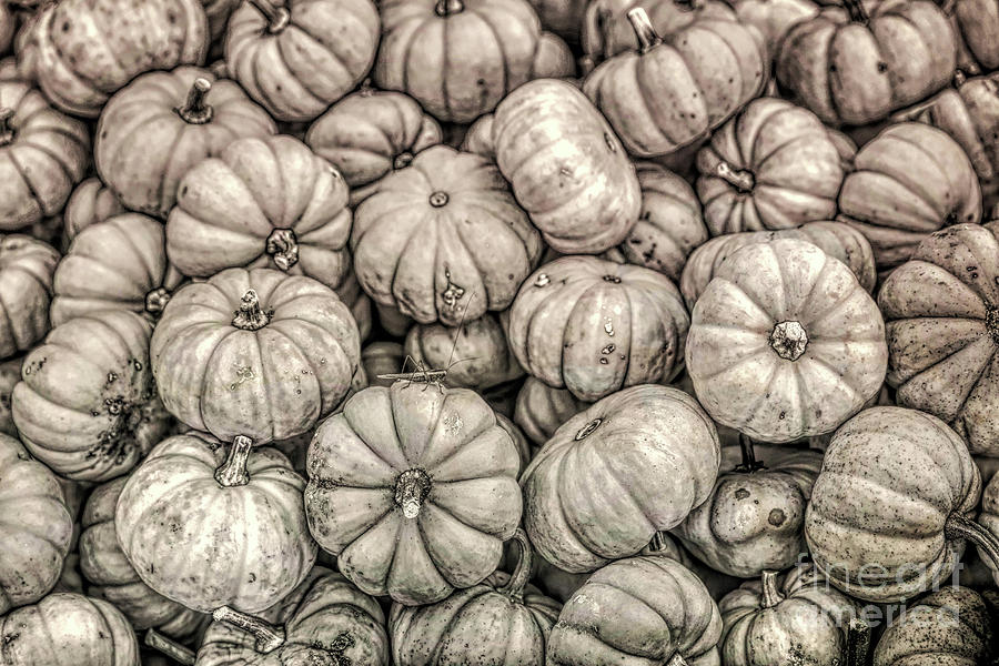 Pumpkin Patch Photograph by Lynn Sprowl