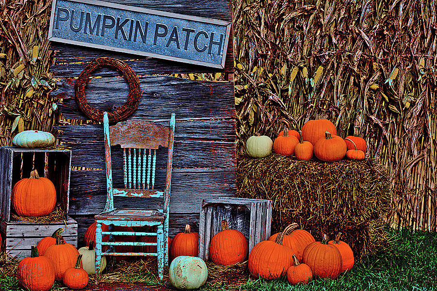 Pumpkin Patch Photograph