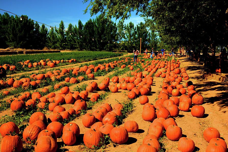 Pumpkin Patch Schnepf Farms Photograph by Nancy Jenkins Fine Art America
