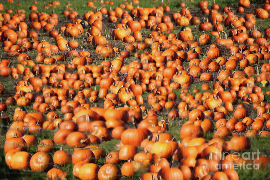 Pumpkin Patches Photograph by Doc Braham