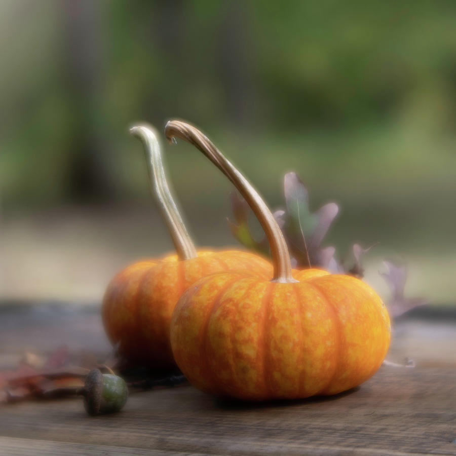 Pumpkin Picnic Photograph by Forest Floor Photography