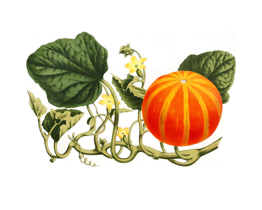 Pumpkin Digital Art - Pumpkin Plant by Madame Memento