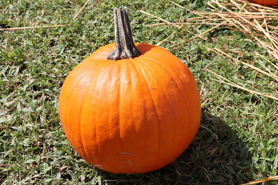 Pumpkin Ready by Blair Damson Pumpkin Ready by Blair Damson