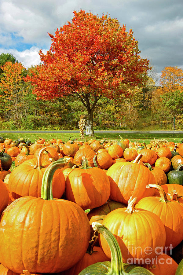 Pumpkin season. Photograph by David Birchall
