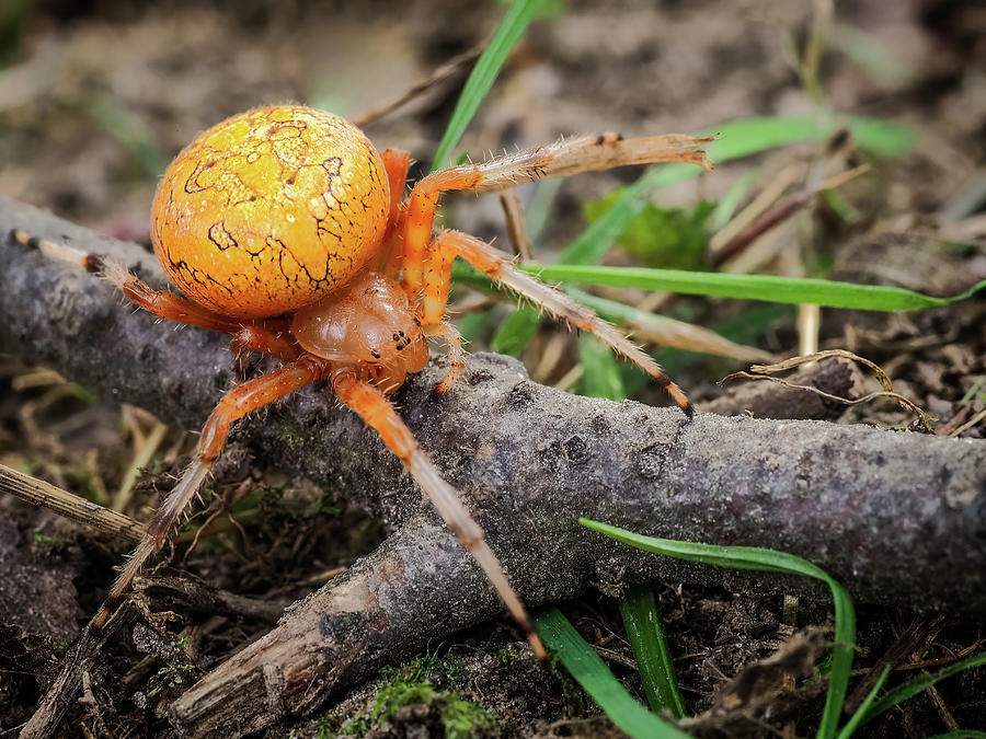 pumpkin-spider-photograph-by-jessie-buchholz-fine-art-america