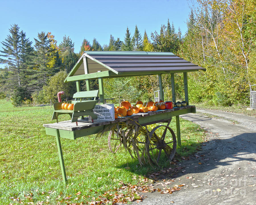 Pumpkin Stand in Vermont Photograph by Catherine Sherman