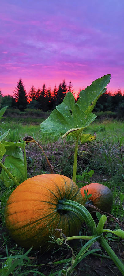 Pumpkin Sunset, Photograph by Brook Burling
