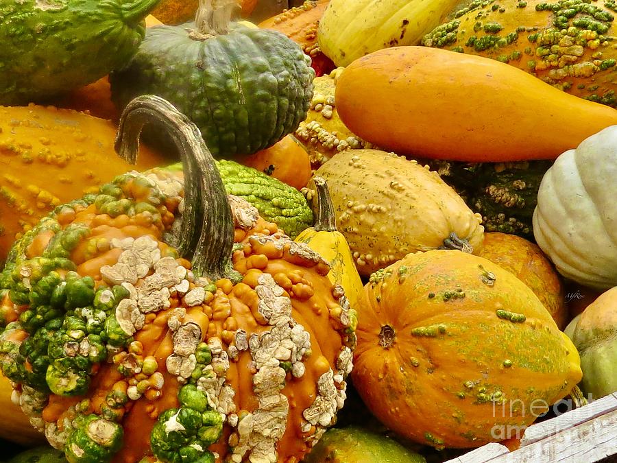 Pumpkin variety No. 1 Photograph by Maureen Rose - Fine Art America