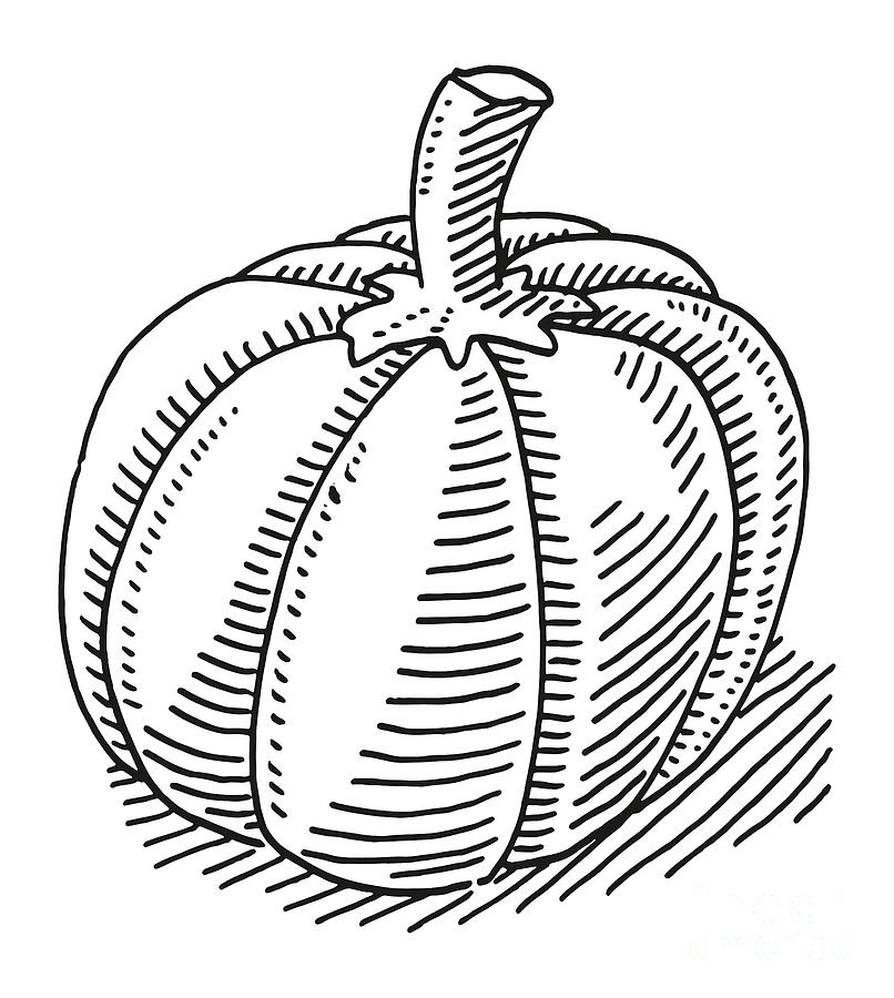Black And White Drawing - Pumpkin Vegetable Drawing by Frank Ramspott
