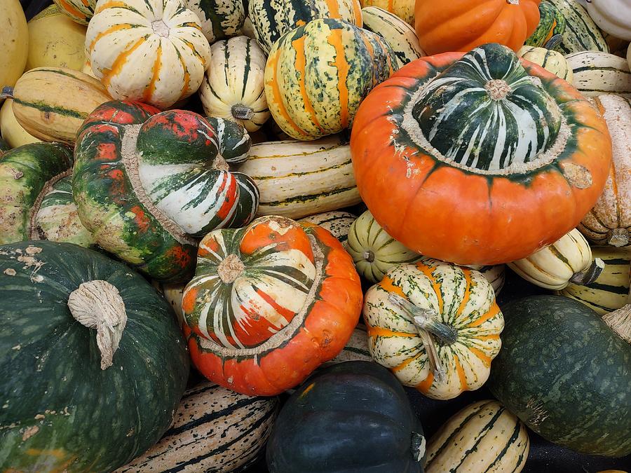 Pumpkins All Shapes and Sizes Photograph by Emmy Marie  Vickers