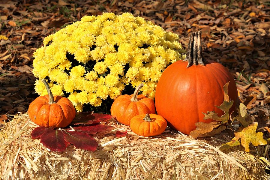 Pumpkins and Fall Flowers on Hay Photograph by Sheila Brown