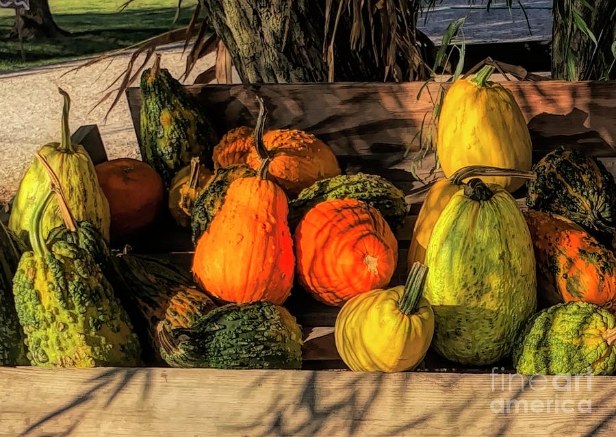 Pumpkins and Gourds, Anyone? Photograph by Luther Fine Art