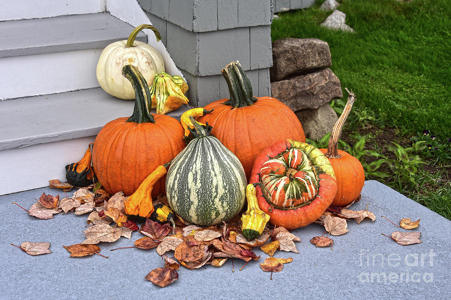 Pumpkins And Gourds Photograph
