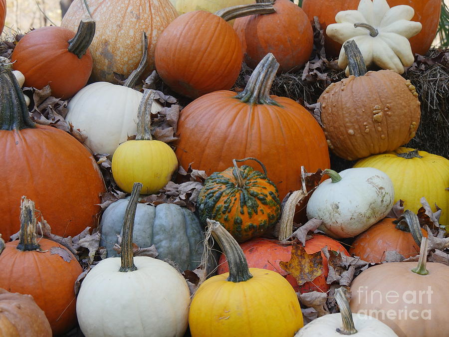 Pumpkins and Gourds Galore Photograph by Maxine Kamin