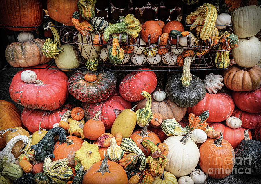 Pumpkins and Gourds Two Photograph by Veronica Batterson