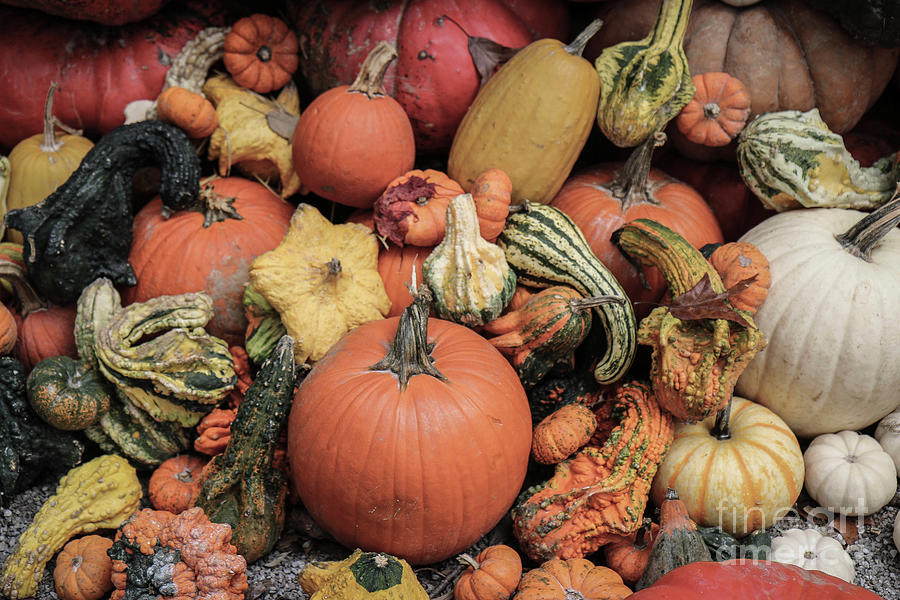 Pumpkins and Gourds Photograph by Veronica Batterson
