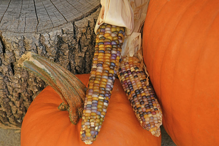 Pumpkins And Indian Corn Photograph By Robert Tubesing 