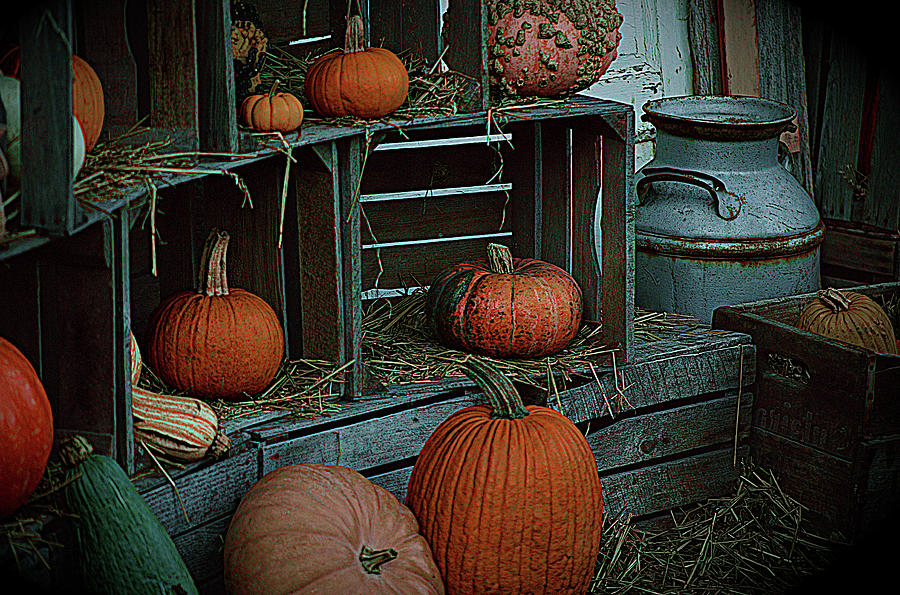 Pumpkins And Milk Crates Photograph
