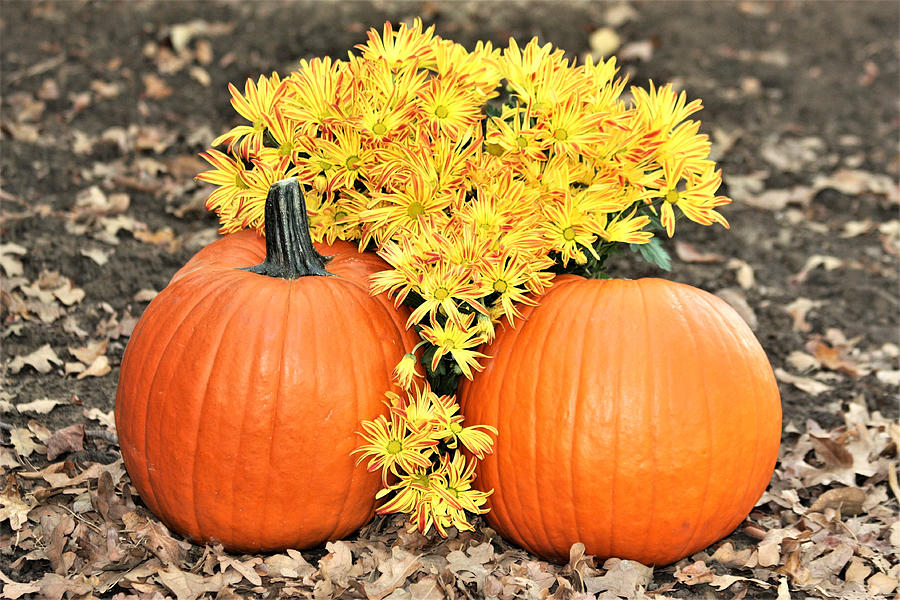 Pumpkins and Mums Photograph by Sheila Brown