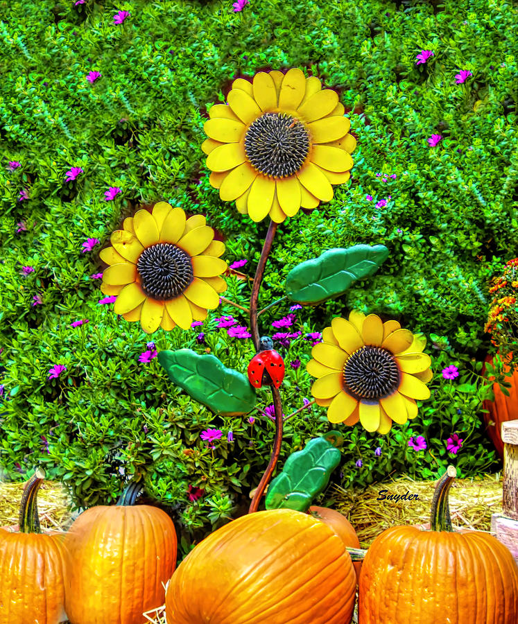 Pumpkins and Sunflowers Photograph by Barbara Snyder
