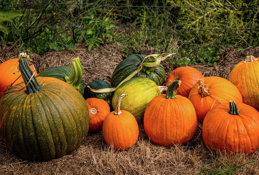 Pumpkins at George Hill Orchards MA Photograph by Michael Saunders