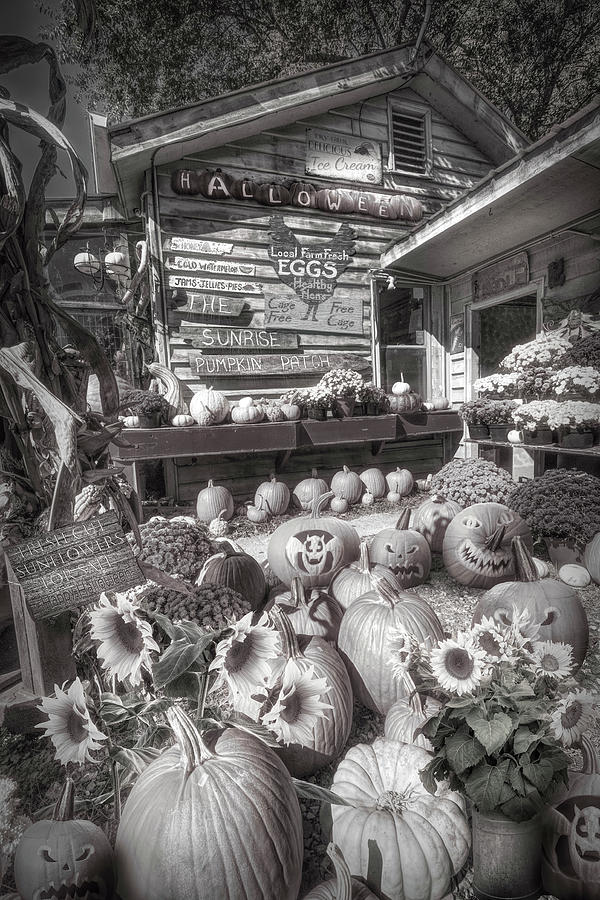 Pumpkins at the Farm Market Barn in Black and White Photograph by Debra and Dave Vanderlaan