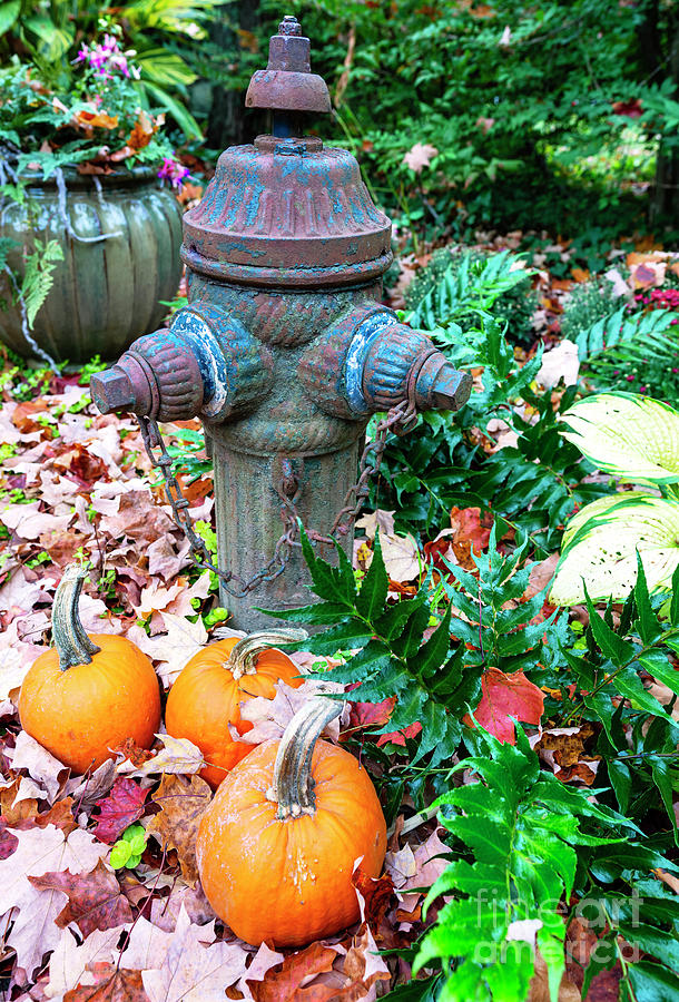 Pumpkins by the Hydrant at the New Jersey Botanical Gardens Photograph by John Rizzuto