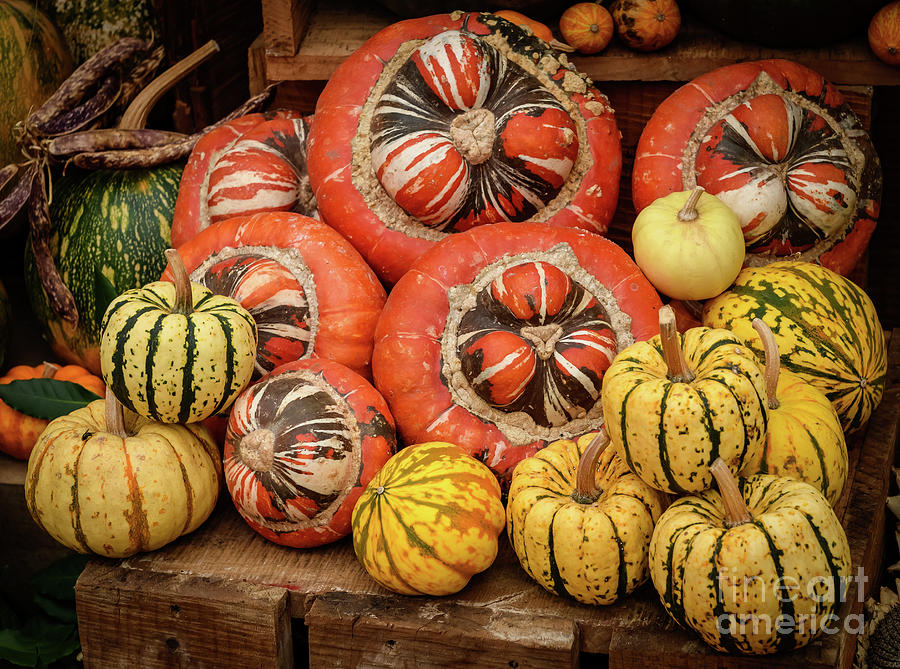 Pumpkins Photograph by Colin Rayner