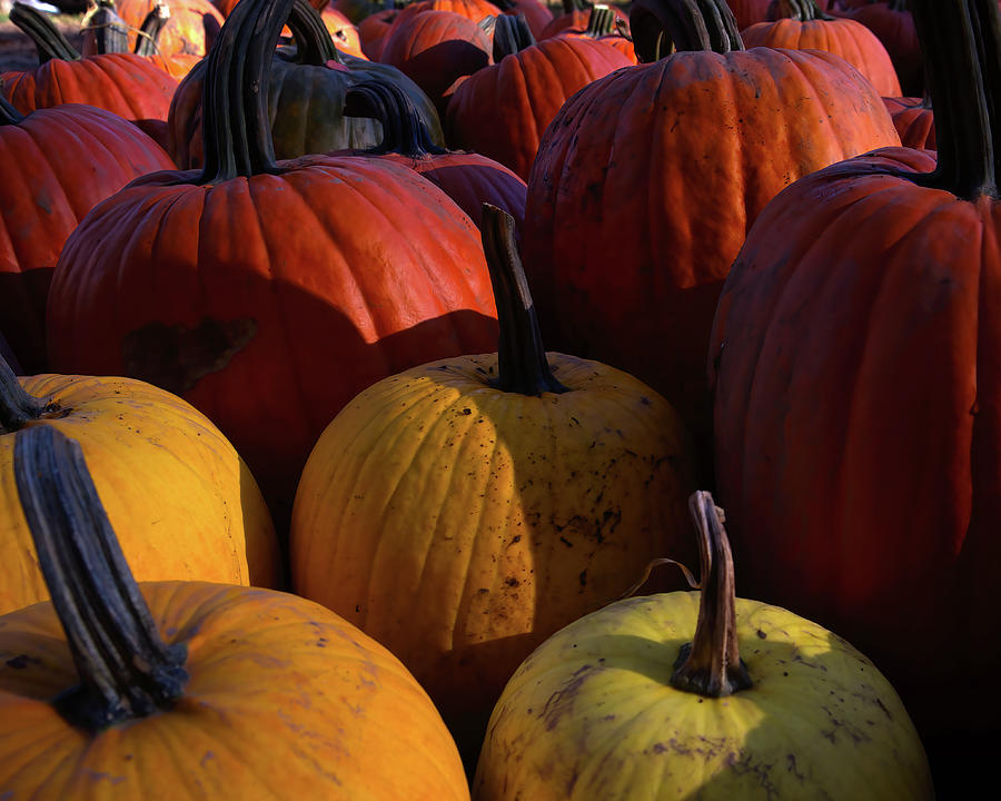 Pumpkins Photograph by Flinn Hackett