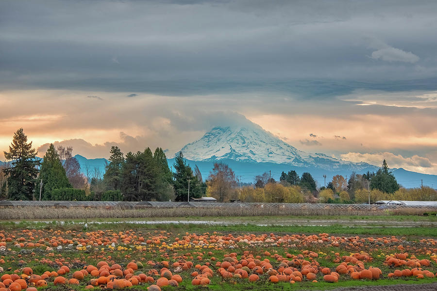 Pumpkins for Rainier Photograph by Jerry Cahill
