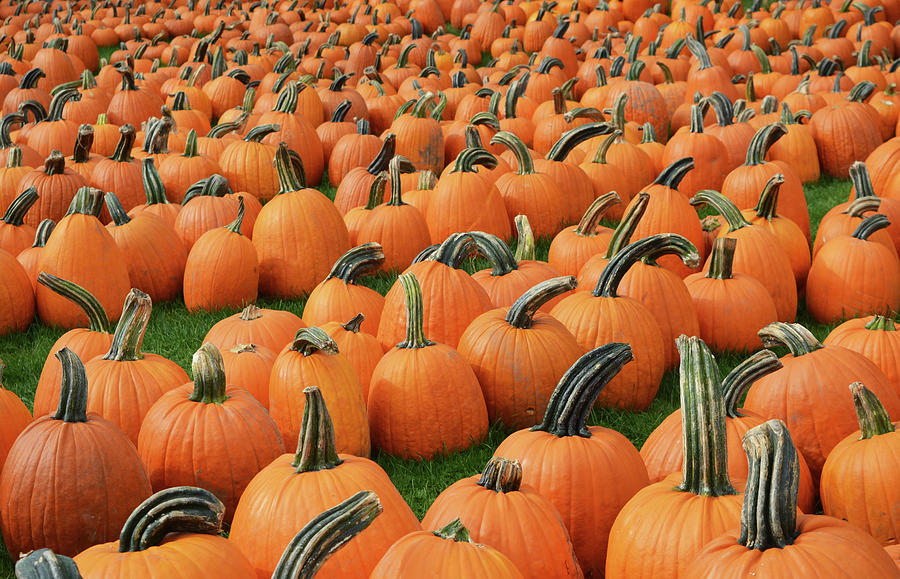 Pumpkins Galore Photograph by Aimee L Maher ALM GALLERY
